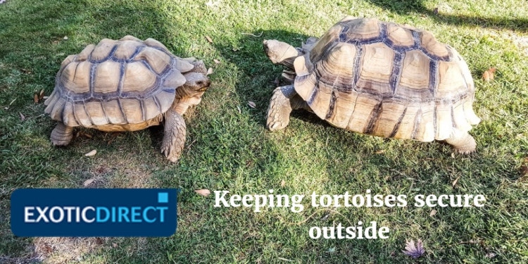 Tortoises should live outdoors.