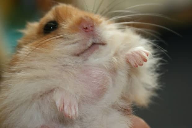 Tumors in hamsters can cause them to explode.