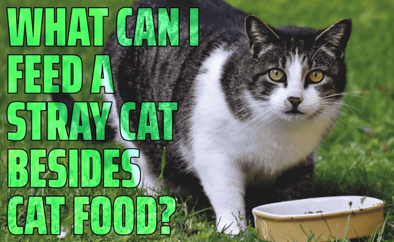 Tuna is a good option to feed a stray cat.