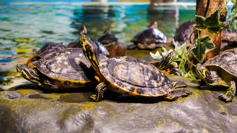 Turtles are known to bask in the sun on logs or rocks to absorb UV rays, but what happens when they're unable to do so?
