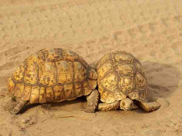 Turtles are known to be gentle creatures, but there are times when they can become aggressive towards each other.