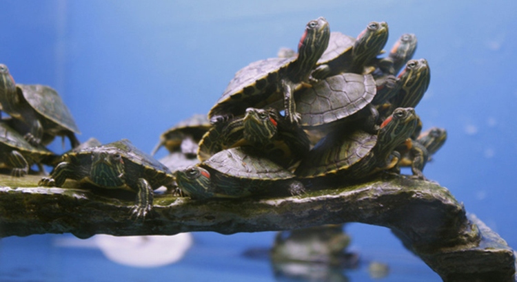 Turtles are known to stack on top of each other as a social activity.