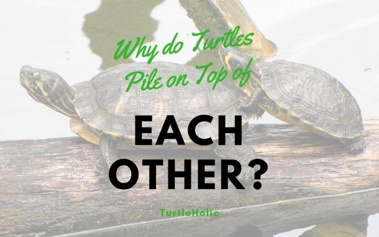 Turtles are often seen stacking on top of each other and there are a few reasons why they do this.