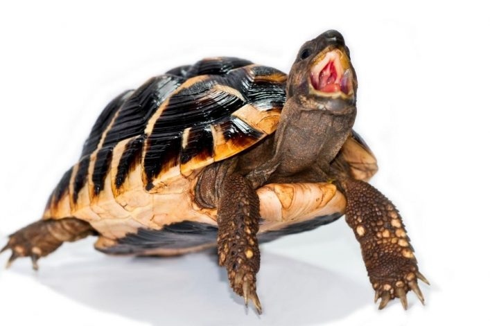 Turtles can become aggressive and territorial, especially if they are not getting enough food.