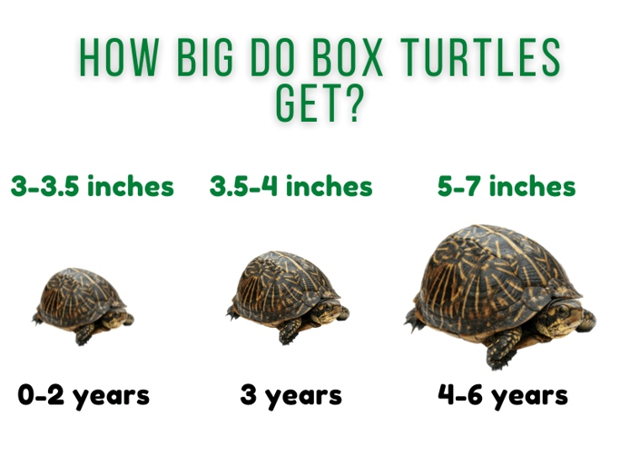 Turtles can grow to be the size of their tank.