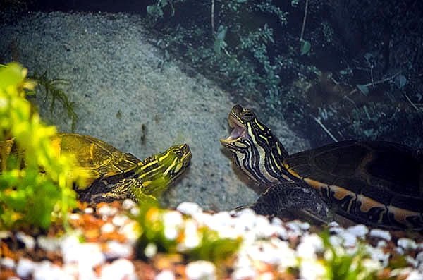 Turtles from different species will be more likely to fight if they are placed in the same tank.
