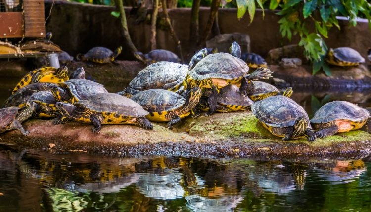 Turtles may stack on top of each other for warmth, but it can be a hazard for the turtles if they are not able to move.