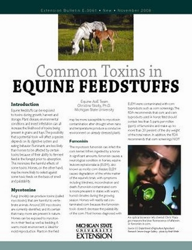 Unintentional mycotoxin poisoning can occur when horses eat hay that has been contaminated with mold.