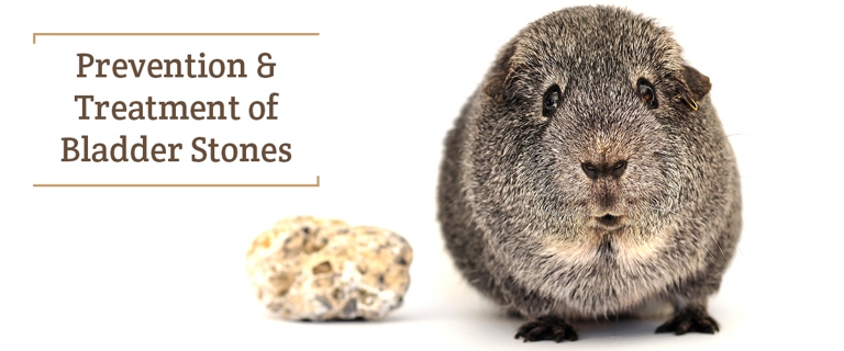 Urolithiasis, or the formation of bladder stones, is a common health problem in guinea pigs.
