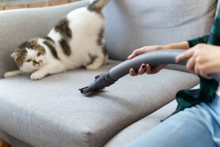 Use a pet-safe vacuum on your cat to remove pests and excess hair.