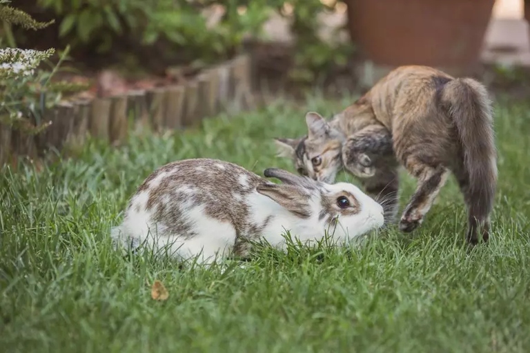 Use a physical barrier to keep your cat away from your rabbit's enclosure.