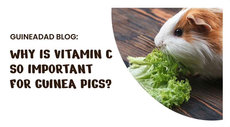 Vitamin C is essential for guinea pig health, but many guinea pigs are deficient in this vitamin.