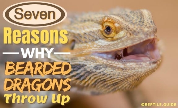 Vomiting can be a sign of a serious health problem in bearded dragons.