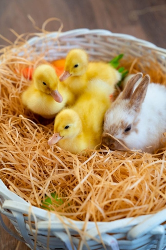 Water needs are important to consider when keeping ducks and rabbits together.
