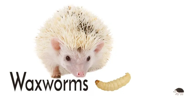 Waxworms are not safe for hedgehogs to eat.