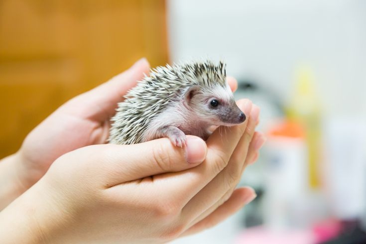 Wear gloves when handling hedgehogs to protect your hands from their quills.