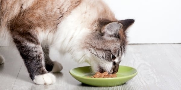 Wet food does not need to be softened and is actually better for your cat.