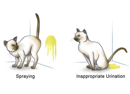 When a cat is spraying, they are actually marking their territory with urine.