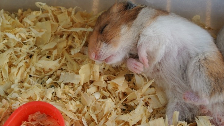 When a hamster goes into hibernation, it will not move much at all.
