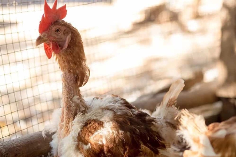 When chickens are stressed, they may start to eat their feathers.
