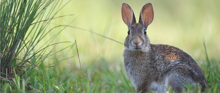 Wildlife rehabilitators will likely tell you to leave the wild rabbit alone.