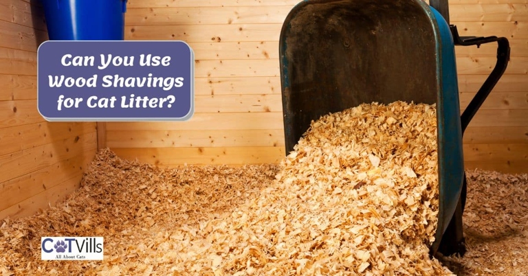 Wood shavings are a great alternative to traditional cat litters.