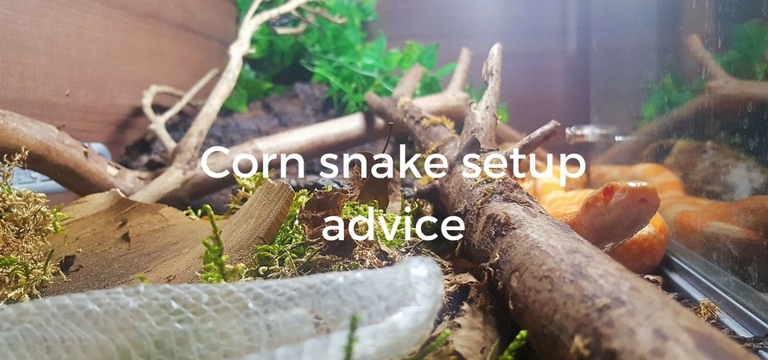 Yes, a corn snake and a bearded dragon can live together in the same tank.