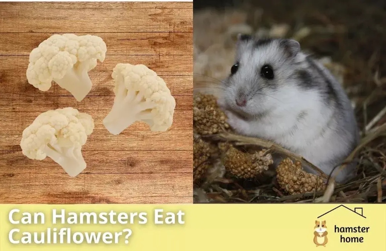 Yes, a hamster can eat cauliflower.