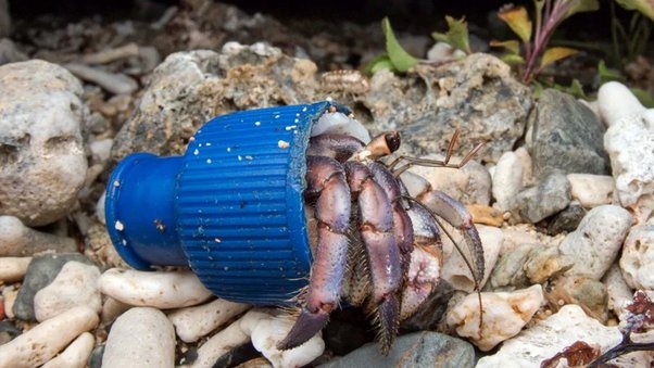 Yes, a hermit crab and shell symbiotic relationship does exist.