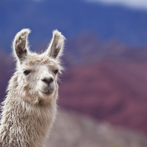 Yes, alpacas and dogs can play together, but there are a few things you should keep in mind.