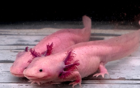 Yes, axolotls can live with turtles as long as the tank is big enough and there is plenty of hiding places.