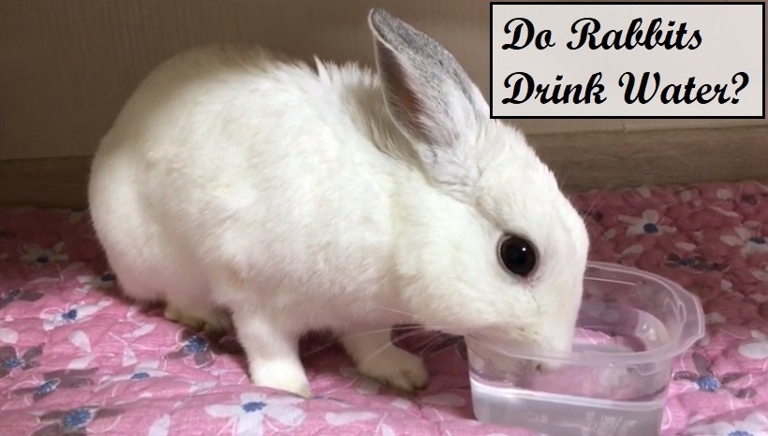 Yes, baby rabbits drink water.