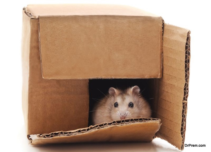 Yes, cardboard is safe for hamsters.