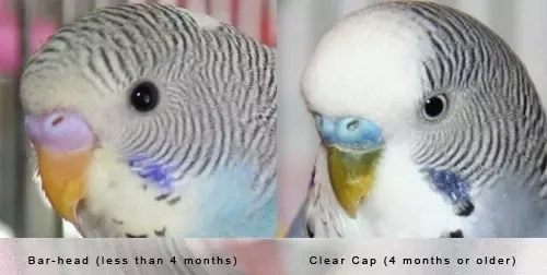 Yes, female budgies can talk, but their voices are usually not as clear as male budgies.