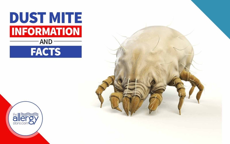 Yes, food mites can spread to humans and they are harmful.
