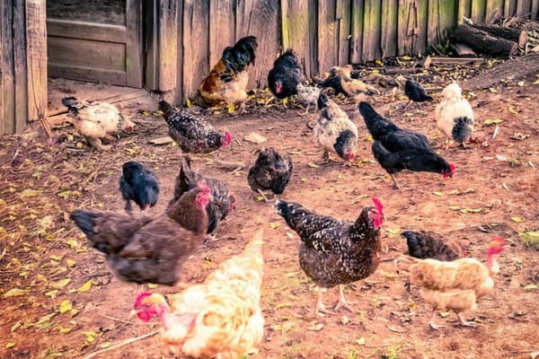Yes, free-range chickens are messy.
