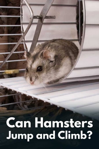 Yes, hamsters can climb stairs.