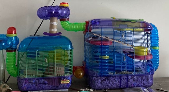 Yes, hamsters can climb vertical tubes.
