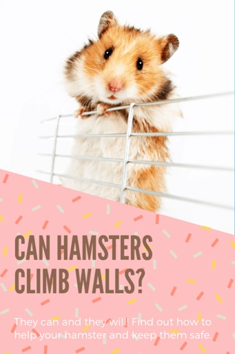 Yes, hamsters can climb walls.