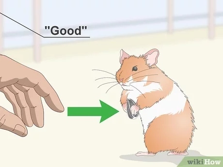 Yes, hamsters can learn tricks with the proper training.
