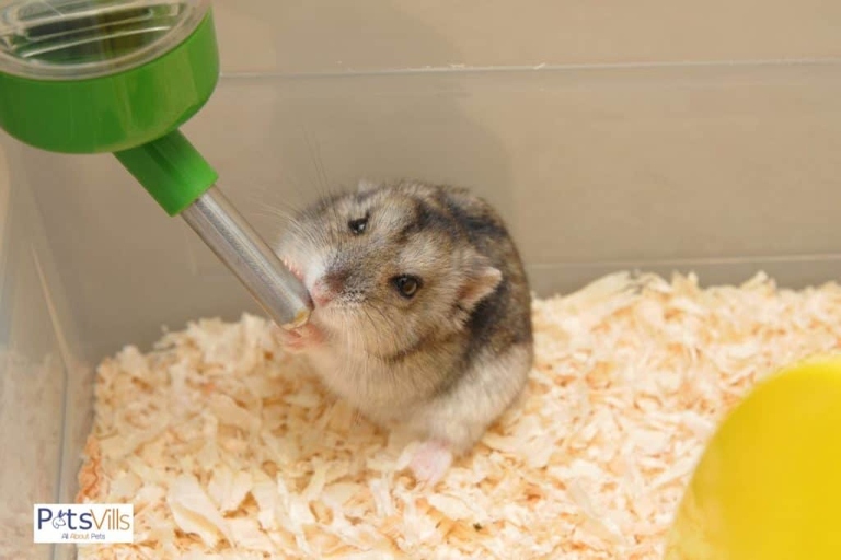 Yes, hamsters do drink a lot of water.