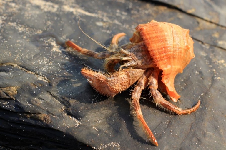 Yes, hermit crab mites can spread to humans, and they are harmful.