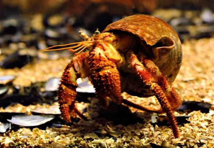 Yes, hermit crabs and shrimp do get along and can be kept together in the same aquarium.