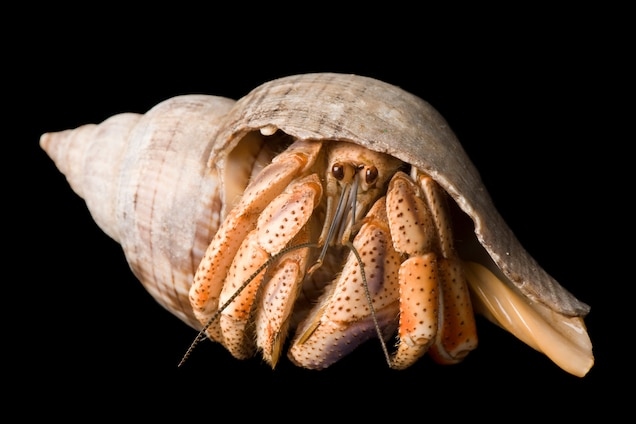 Yes, hermit crabs can recognize their owners and other crabs.