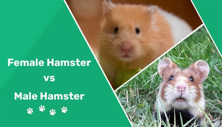 Yes, male hamsters are more aggressive than female hamsters.