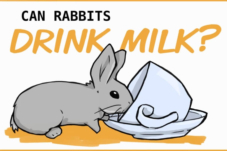 Yes, rabbits can drink goat's milk.