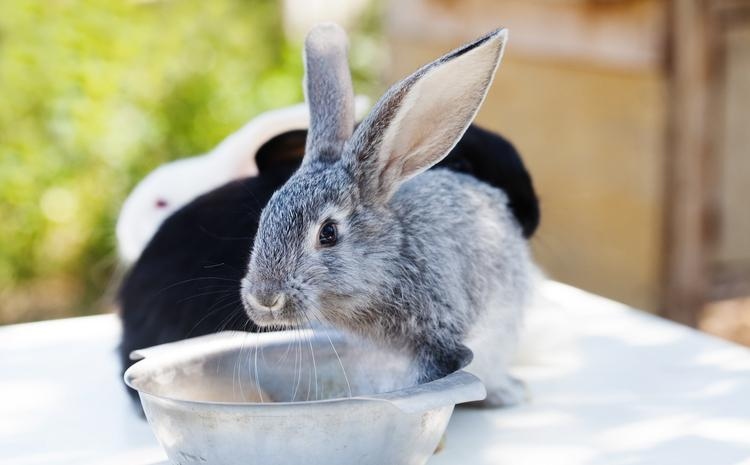 Yes, rabbits can drink tap water, but they need a lot of water to stay hydrated.