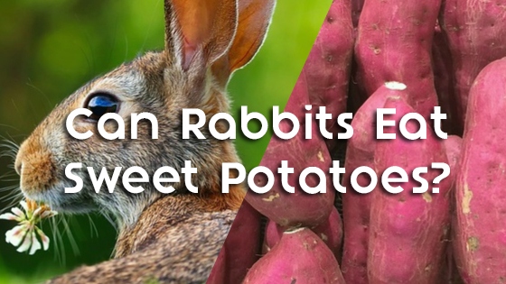 Yes, rabbits can eat sweet potato as part of a healthy diet.
