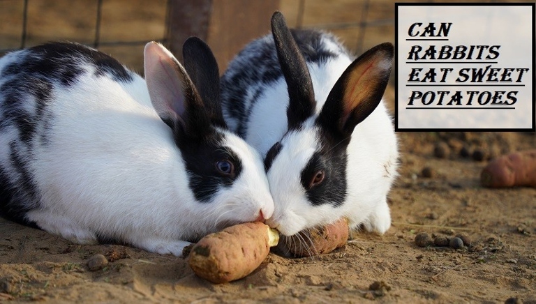 Yes, rabbits can eat sweet potato, but only in moderation.