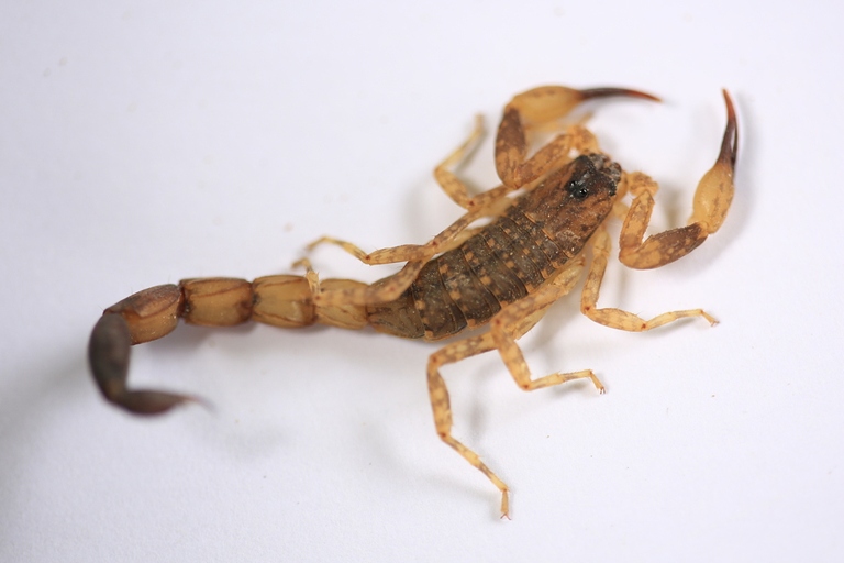 Yes, scorpions can live together, but they don't usually travel in pairs.